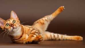 7 Отбора, които можете да преподавате всяка котка